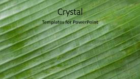  Presentation with banana plant - PPT layouts featuring banana leaf pattern as background background and a seafoam green colored foreground