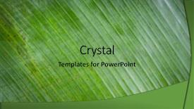  Presentation with banana plant - Amazing PPT layouts having banana leaf pattern as background backdrop and a seafoam green colored foreground