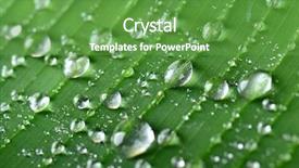  Presentation with water leaf - Presentation design consisting of banana leaf with drops background and a tawny brown colored foreground