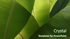  Presentation with banana stem tree and leaf - Presentation enhanced with banana leaves background background and a tawny brown colored foreground