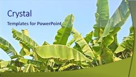  Presentation with banana plant - Beautiful PPT layouts featuring banana leaves from a plantation backdrop and a sky blue colored foreground