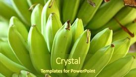  Presentation with banana tree - Presentation theme enhanced with banana on tree background and a tawny brown colored foreground