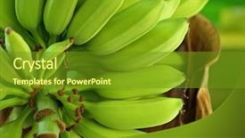 Presentation with banana tree - PPT theme having banana on tree background and a tawny brown colored foreground