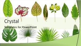  Presentation with banana plant - PPT layouts consisting of banana plant - different tropical leaves on white background and a soft green colored foreground
