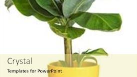  Presentation with banana plant - Beautiful slide deck featuring banana-plant-in-yellow-flower backdrop and a blonde colored foreground