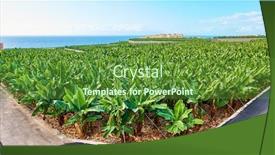  Presentation with banana - Slides consisting of banana-plantation-banana-trees background and a tawny brown colored foreground