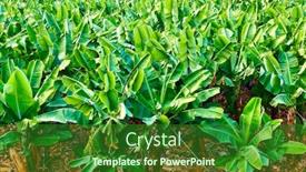  Presentation with banana - Colorful slides enhanced with banana-plantation-banana-trees backdrop and a forest green colored foreground