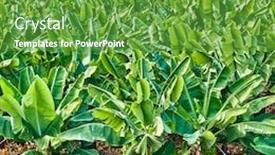  Presentation with plantation - Amazing PPT theme having banana-plantation-growing-banana-trees backdrop and a tawny brown colored foreground