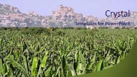  Presentation with hampi - Presentation theme enhanced with banana plantation in hampi india background and a sky blue colored foreground