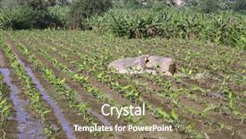  Presentation with hampi - Beautiful presentation theme featuring banana plantation in hampi india backdrop and a  colored foreground