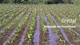  Presentation with hampi - Presentation with banana plantation in hampi india background and a gray colored foreground