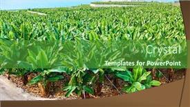  Presentation with plantation - Amazing PPT layouts having banana-plantation-in-tenerife-island backdrop and a tawny brown colored foreground
