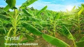  Presentation with hoa - Presentation theme consisting of banana plantation khanh hoa province background and a tawny brown colored foreground