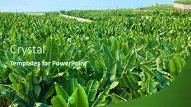  Presentation with banana - Theme enhanced with banana-plantation-near-the-sea background and a forest green colored foreground