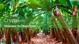  Presentation with plantation - Colorful PPT layouts enhanced with banana-plantation-rows-of-banana backdrop and a forest green colored foreground