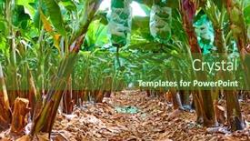  Presentation with plantation - PPT theme with banana-plantation-rows-of-trees background and a forest green colored foreground