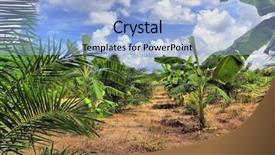  Presentation with banana plant - Beautiful theme featuring banana plantation thailand backdrop and a light blue colored foreground