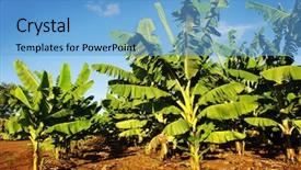  Presentation with banana plant - Audience pleasing presentation theme consisting of banana plantation backdrop and a light blue colored foreground