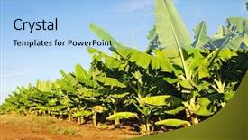  Presentation with banana tree - PPT layouts consisting of banana plantation background and a light blue colored foreground