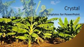  Presentation with banana tree - Colorful PPT theme enhanced with banana plantation backdrop and a light blue colored foreground