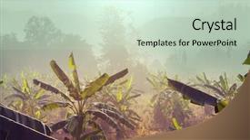  Presentation with banana plant - Amazing PPT theme having banana plantation backdrop and a soft green colored foreground