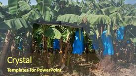  Presentation with banana - Colorful slide deck enhanced with banana plantations covered with mesh backdrop and a tawny brown colored foreground