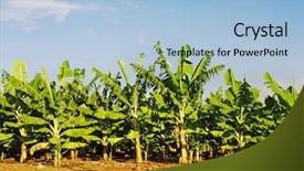  Presentation with banana plant - Cool new PPT theme with banana plants on a farm backdrop and a light blue colored foreground