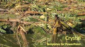  Presentation with typhoon - Beautiful PPT theme featuring banana tree destroyed backdrop and a tawny brown colored foreground