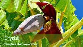  Presentation with banana tree - PPT layouts consisting of banana tree flower background and a forest green colored foreground