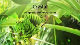  Presentation with banana tree - Audience pleasing presentation design consisting of banana tree in a daytime backdrop and a yellow colored foreground