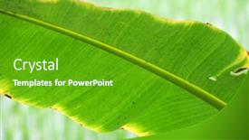  Presentation with banana tree - Presentation theme consisting of banana-tree-leafs-kumrokhali-west background and a shamrock green colored foreground