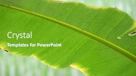  Presentation with banana tree - Presentation theme enhanced with banana-tree-leafs-kumrokhali-west background and a tawny brown colored foreground