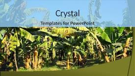  Presentation with fruit banana - Slides with banana tree plantation in sun background and a light blue colored foreground
