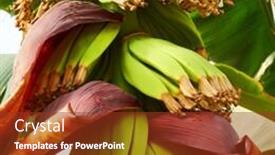  Presentation with banana tree - Audience pleasing theme consisting of banana-tree-with-growing-bananas backdrop and a tawny brown colored foreground