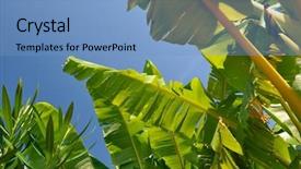  Presentation with banana tree - Amazing PPT layouts having banana tree backdrop and a teal colored foreground