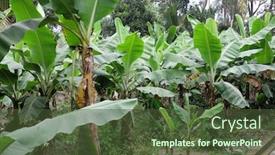  Presentation with banana - Presentation design with banana-trees-in-kumrokhali-west background and a tawny brown colored foreground