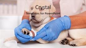  Presentation with veterinary - Presentation design enhanced with bandaging - veterinary healthcare professional hands put background and a lemonade colored foreground