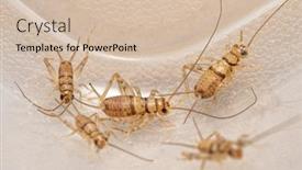  Presentation with amphibians - Beautiful PPT layouts featuring banded-house-crickets-gryllodes-sigillatus backdrop and a soft green colored foreground