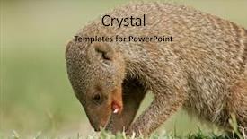  Presentation with arches national park - Audience pleasing slide deck consisting of banded mongoose mungos mungo etosha national park namibia backdrop and a coral colored foreground