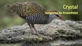  Presentation with rail - Theme with banded rail bird with water background and a tawny brown colored foreground