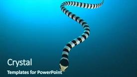  Presentation with underwater - Cool new PPT theme with banded sea krait snake underwater backdrop and a ocean colored foreground