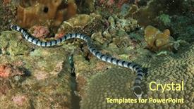  Presentation with underwater wild nature sea life - Amazing presentation design having banded sea krait snake underwater backdrop and a tawny brown colored foreground