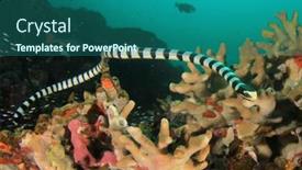  Presentation with sea coral - Beautiful slides featuring banded-sea-snake-swimming-underwater backdrop and a ocean colored foreground