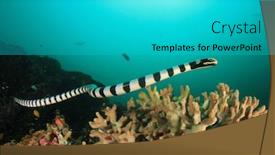  Presentation with sea coral - Theme with banded-sea-snake-swimming-underwater background and a cyan colored foreground