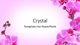  Presentation with orchid - Audience pleasing presentation theme consisting of banderitas - bright frame made of orchid backdrop and a pink colored foreground