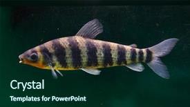 Presentation with black - Presentation design having bands - banded leporinus leporinus fasciatus also background and a forest green colored foreground