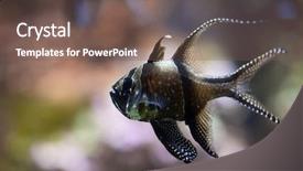  Presentation with marine engineering - PPT theme having banggai cardinalfish pterapogon kauderni marine background and a violet colored foreground