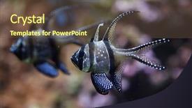  Presentation with marine conservation - Theme having banggai cardinalfish pterapogon kauderni marine background and a tawny brown colored foreground