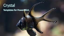  Presentation with marine - Slide deck enhanced with banggai cardinalfish pterapogon kauderni marine background and a wine colored foreground