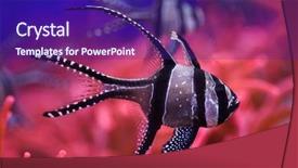 Presentation with tropical - Audience pleasing presentation theme consisting of banggai cardinalfish pterapogon kauderni tropical backdrop and a violet colored foreground